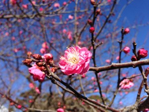 生田　鍼灸　梅の花